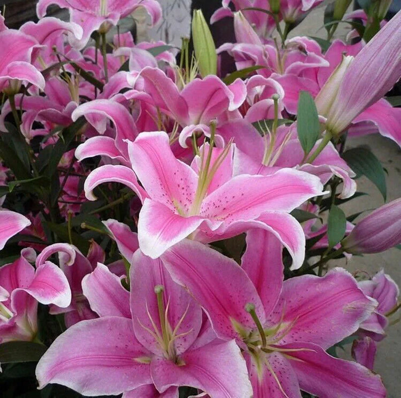 50Pcs Pink Rare Lily Flower Seeds