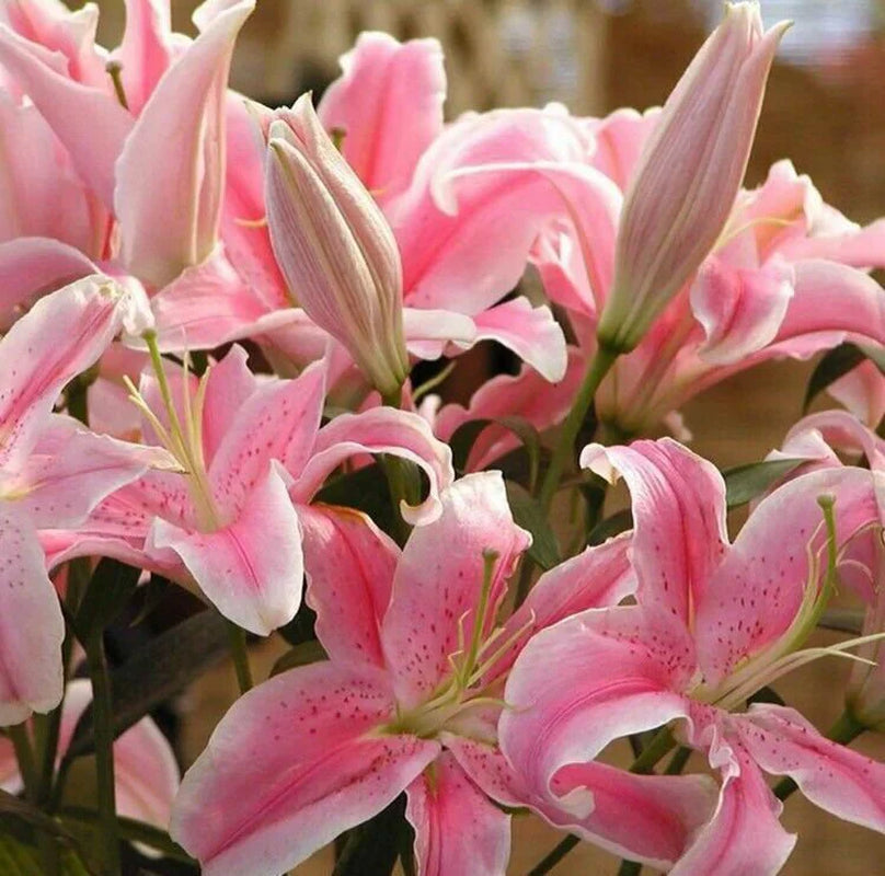 50Pcs Pink Rare Lily Flower Seeds 