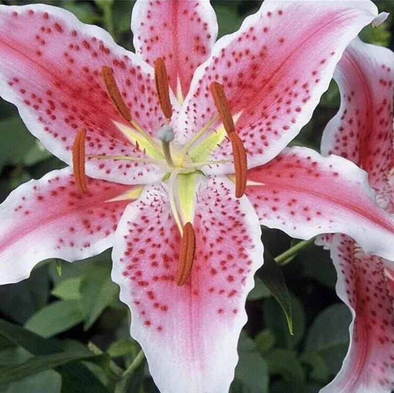 50Pcs Pink Rare Lily Flower Seeds 