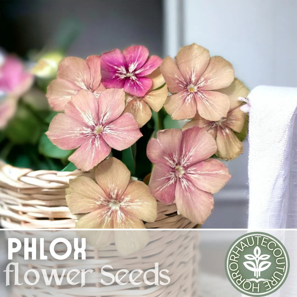 Phlox Seeds - 125 Seeds - Creme Brulee