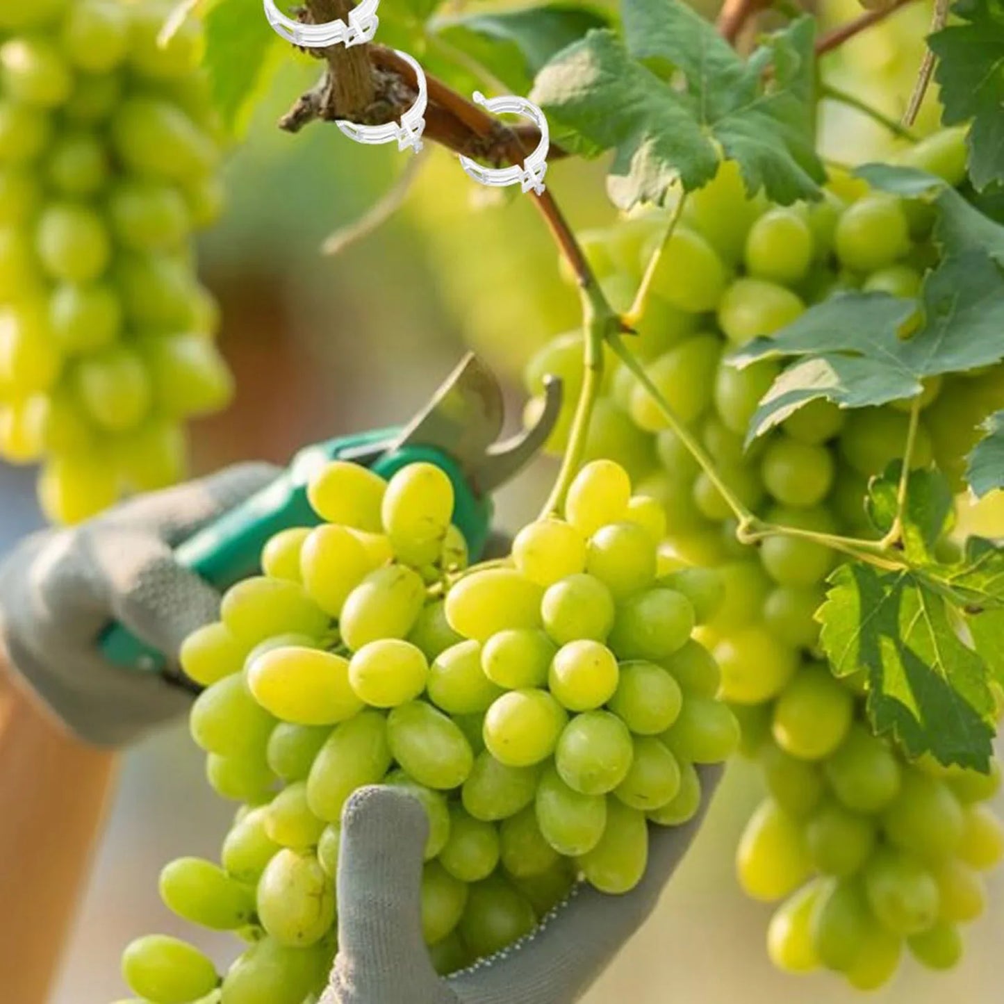 Garden Vegetable Fixing Clips