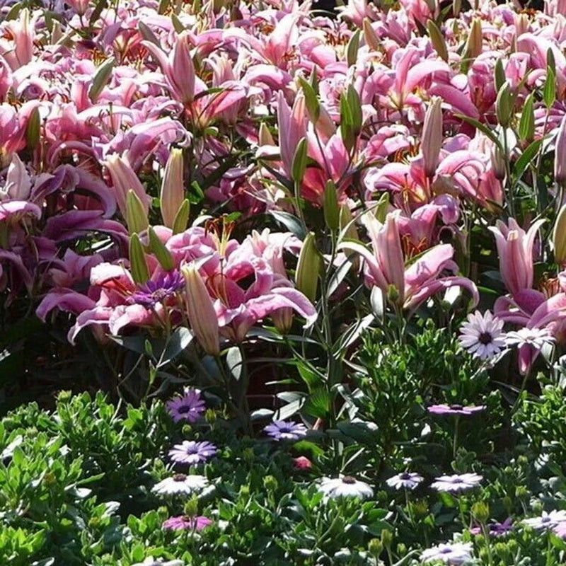 50Pcs Pink Rare Lily Flower Seeds 