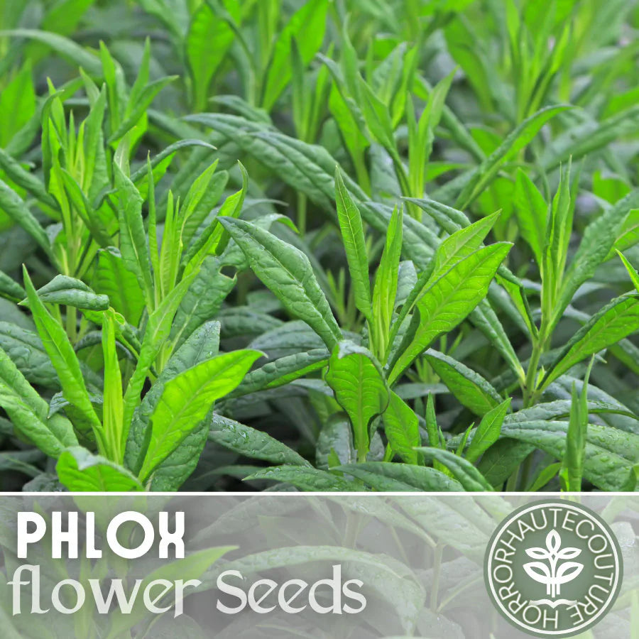 Phlox Seeds - 125 Seeds - Creme Brulee