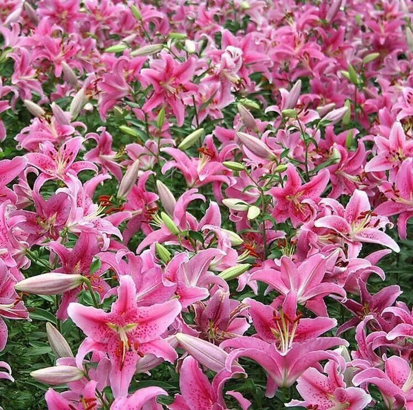 50Pcs Pink Rare Lily Flower Seeds 