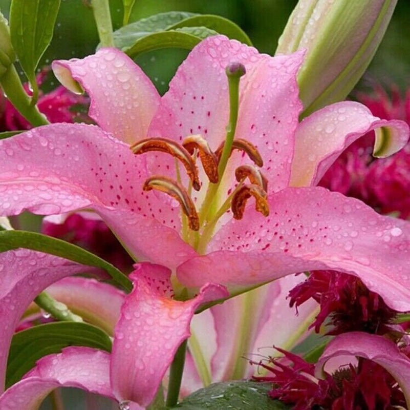 50Pcs Pink Rare Lily Flower Seeds 