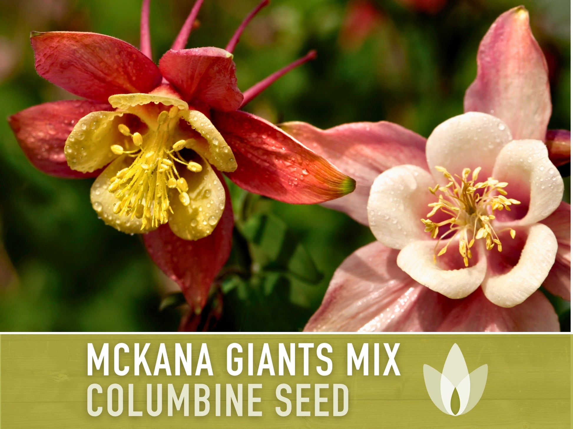 Columbine, Mckana Giants Mix - 100 Seeds - Heirloom 
