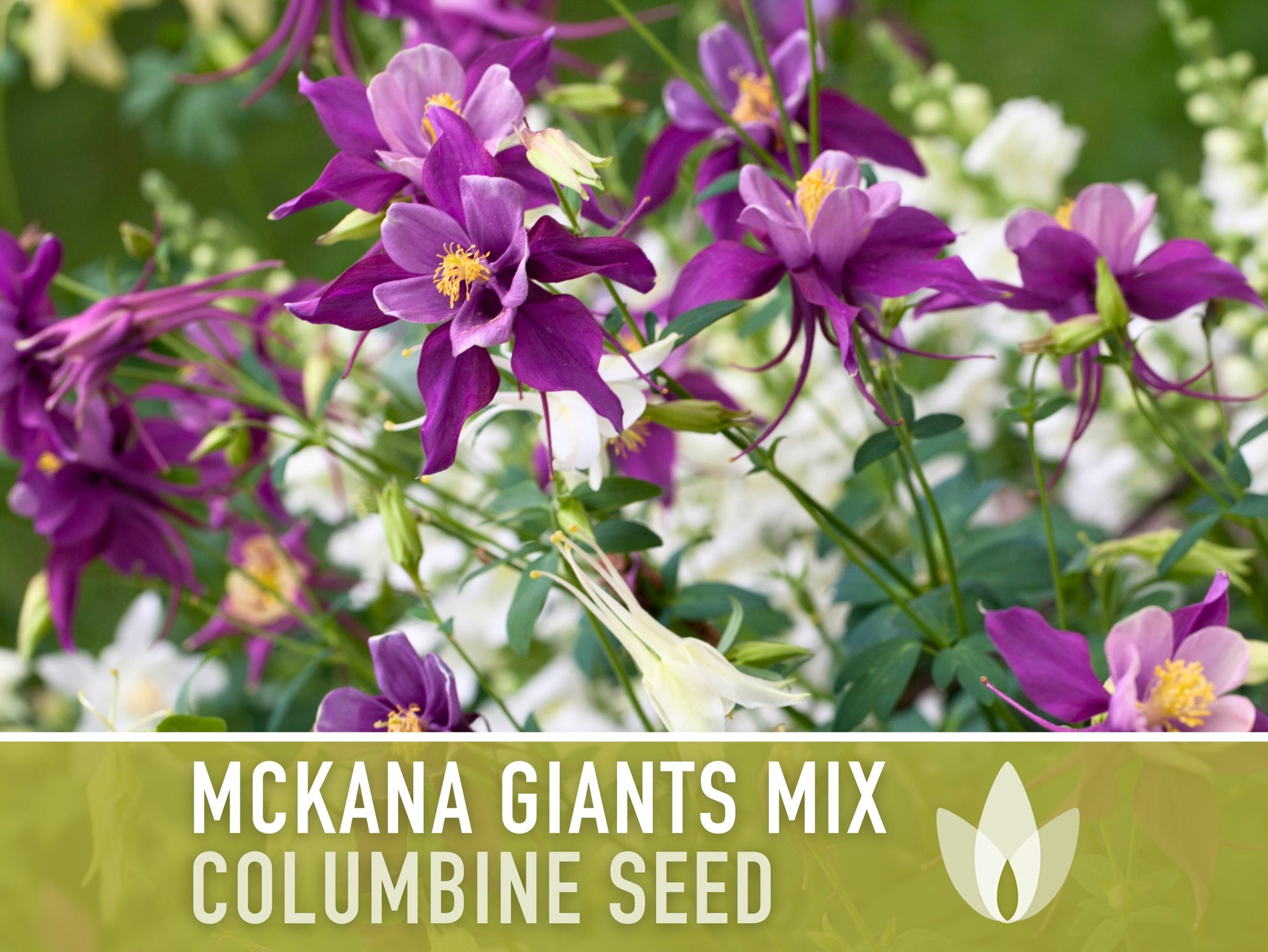 Columbine, Mckana Giants Mix - 100 Seeds - Heirloom 