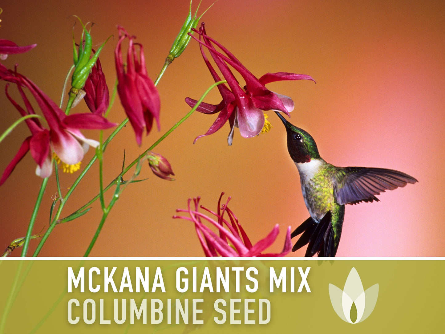 Columbine, Mckana Giants Mix - 100 Seeds - Heirloom 