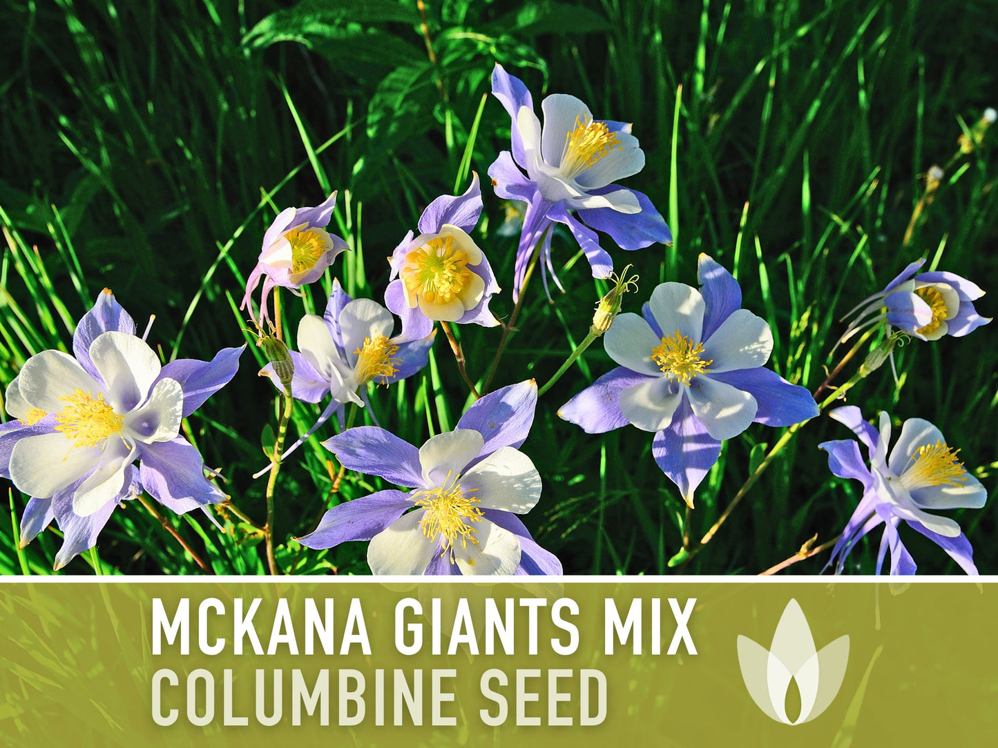 Columbine, Mckana Giants Mix - 100 Seeds - Heirloom 