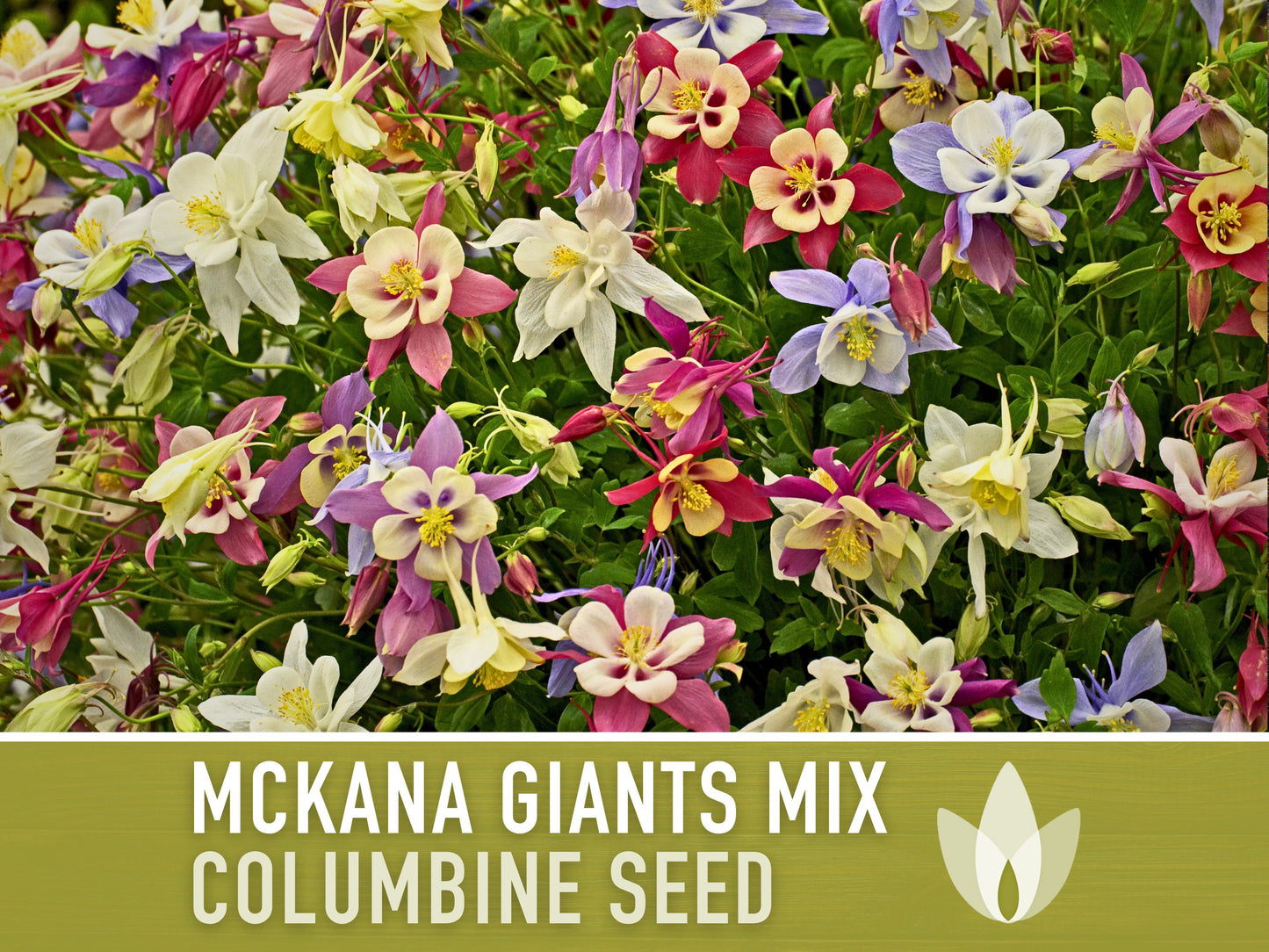 Columbine, Mckana Giants Mix - 100 Seeds - Heirloom 