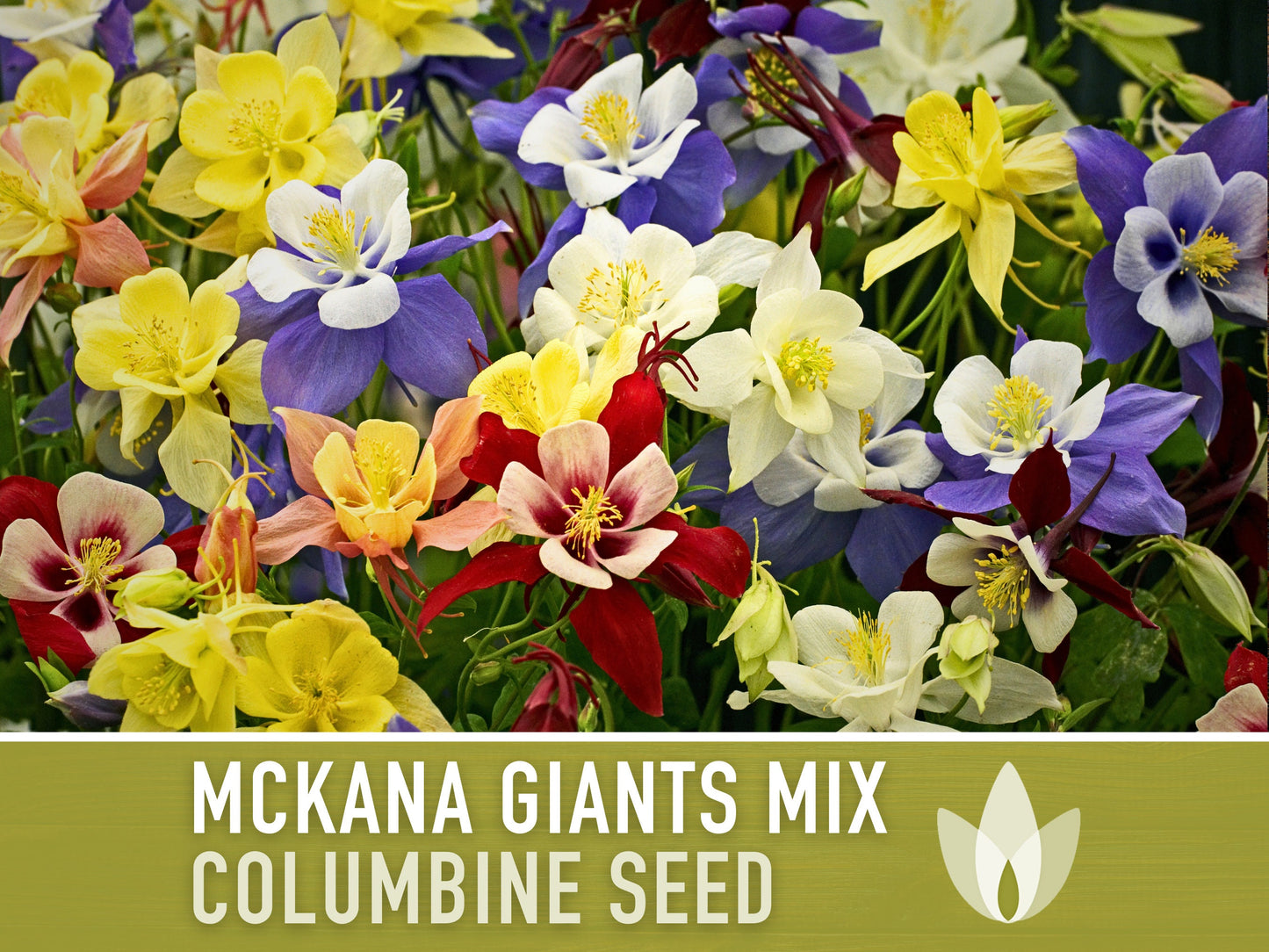 Columbine, Mckana Giants Mix - 100 Seeds - Heirloom 