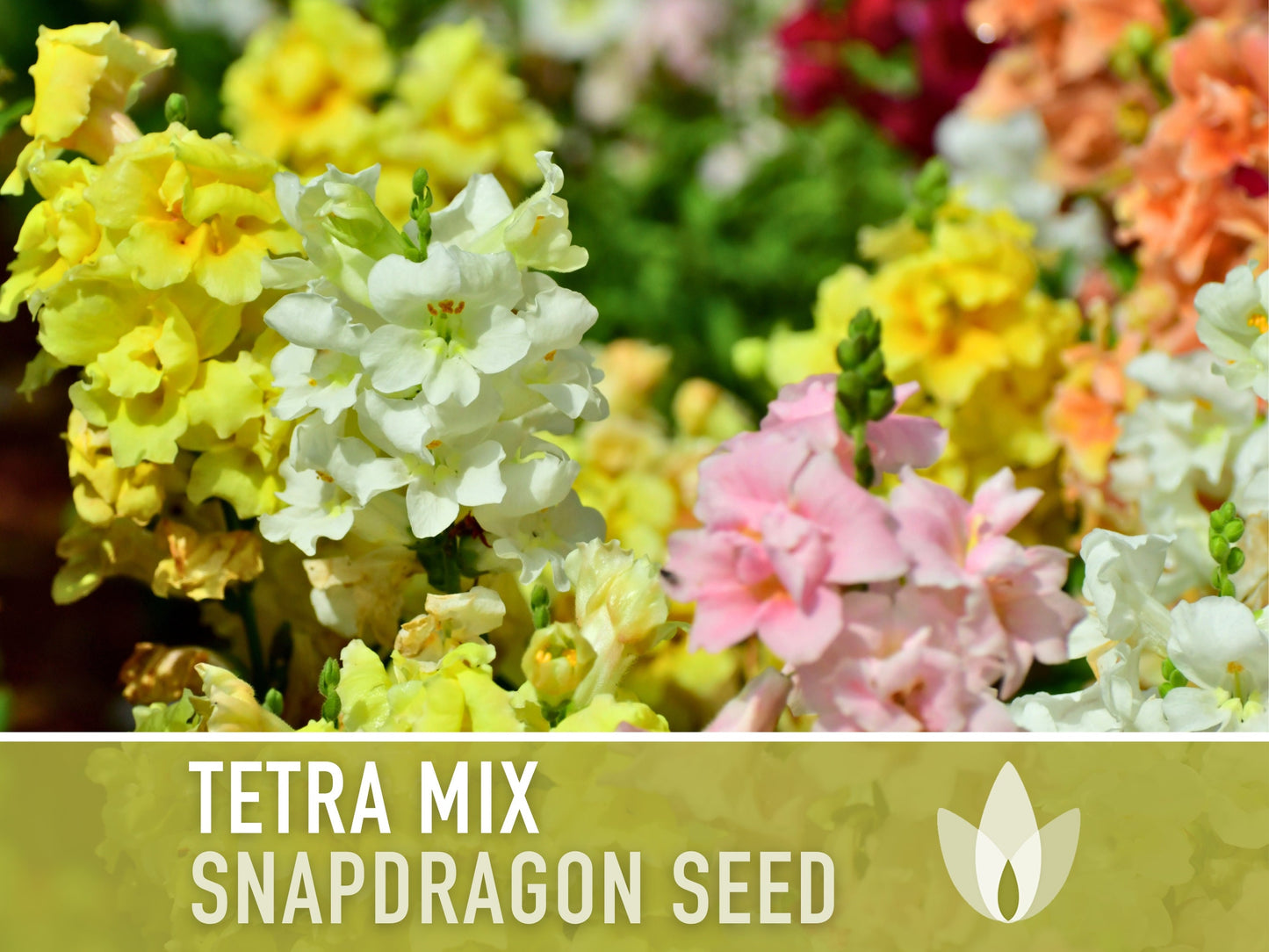 Snapdragon, Tetra Mix - 100 Seeds - Heirloom Flower Seeds