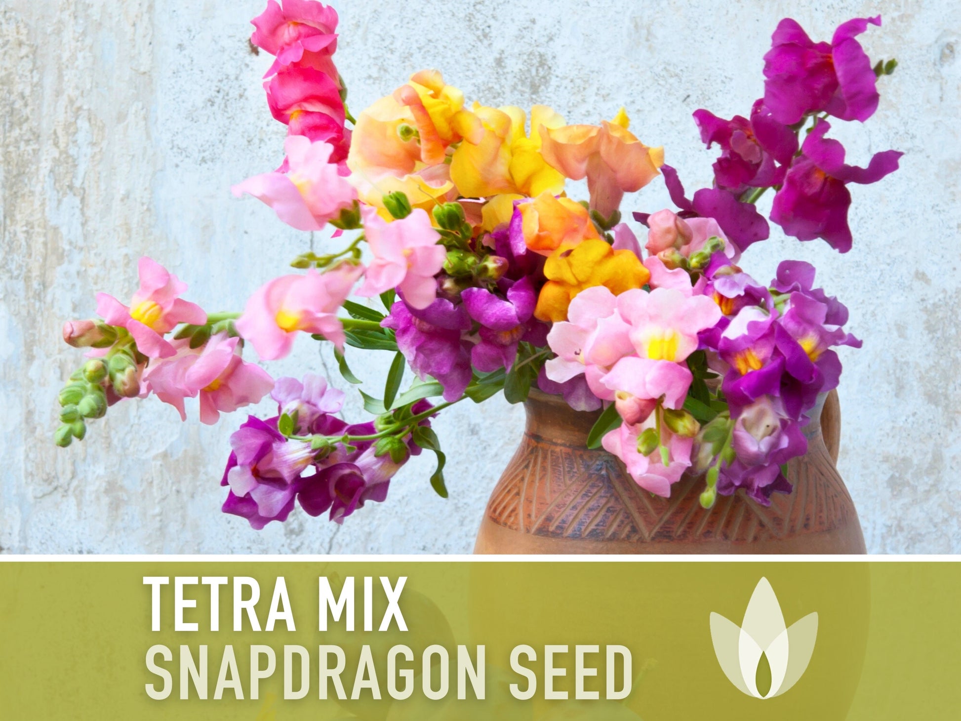 Snapdragon, Tetra Mix - 100 Seeds - Heirloom Flower Seeds