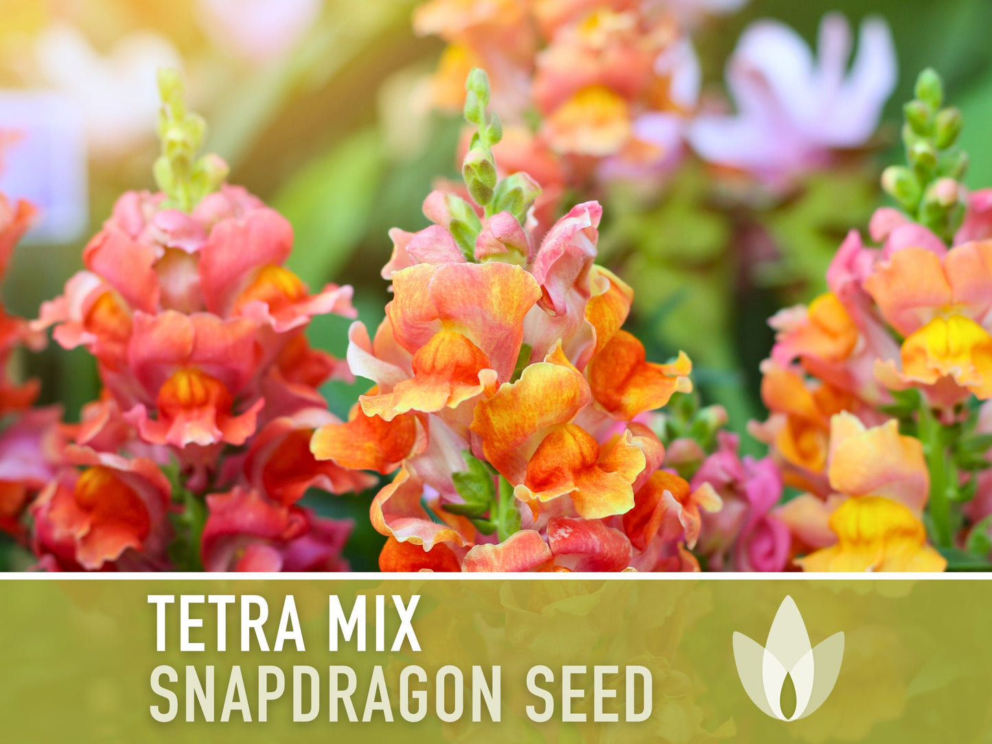 Snapdragon, Tetra Mix - 100 Seeds - Heirloom Flower Seeds
