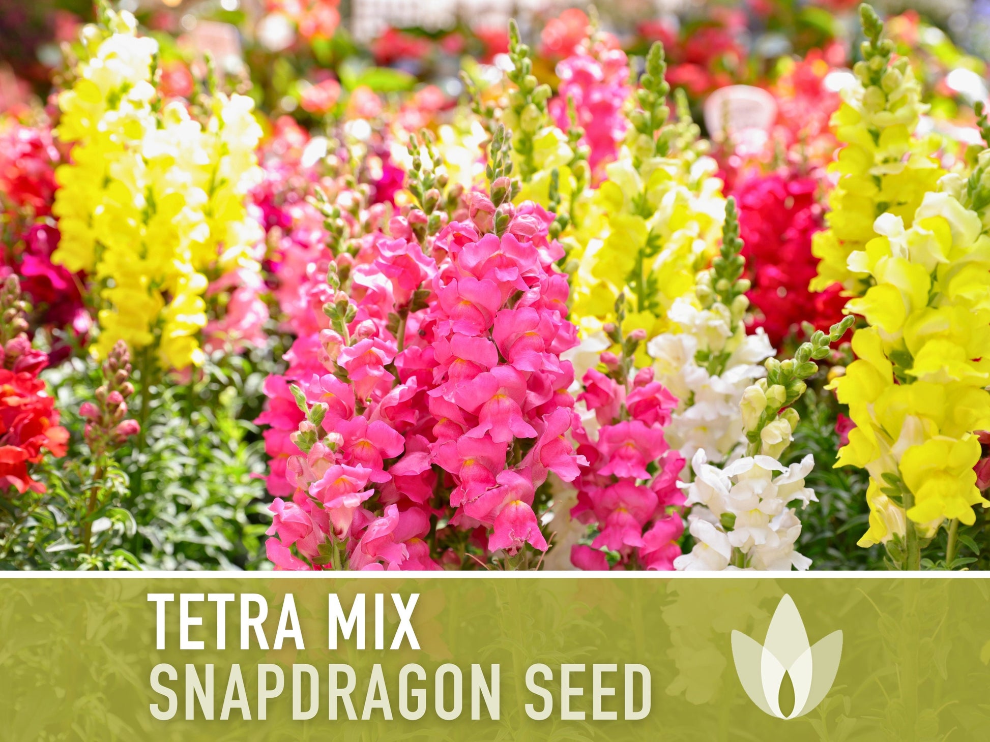 Snapdragon, Tetra Mix - 100 Seeds - Heirloom Flower Seeds