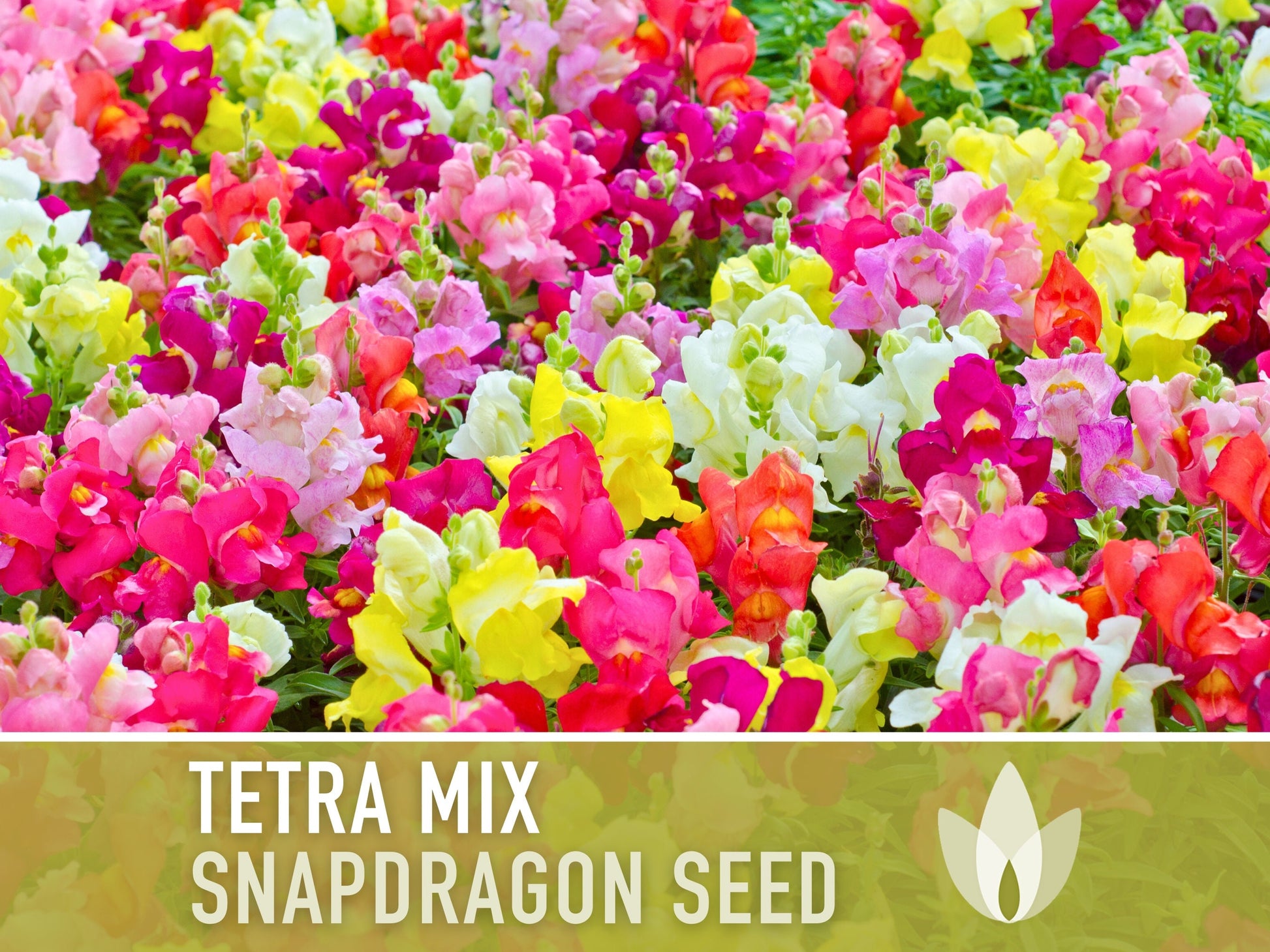 Snapdragon, Tetra Mix - 100 Seeds - Heirloom Flower Seeds