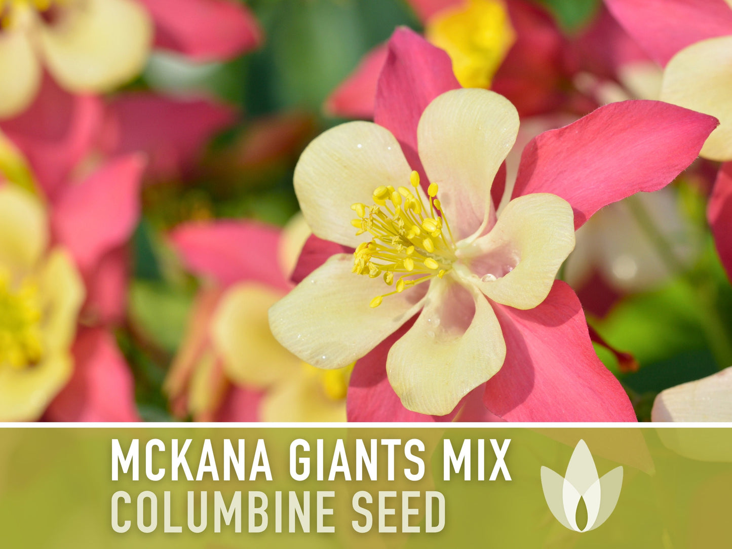 Columbine, Mckana Giants Mix - 100 Seeds - Heirloom 