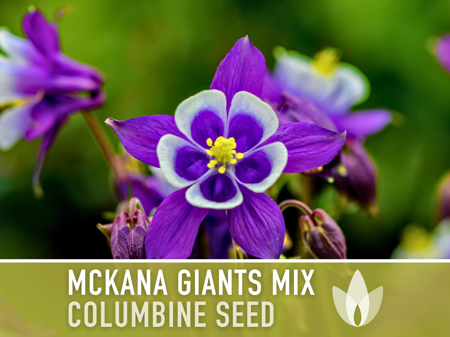 Columbine, Mckana Giants Mix - 100 Seeds - Heirloom 