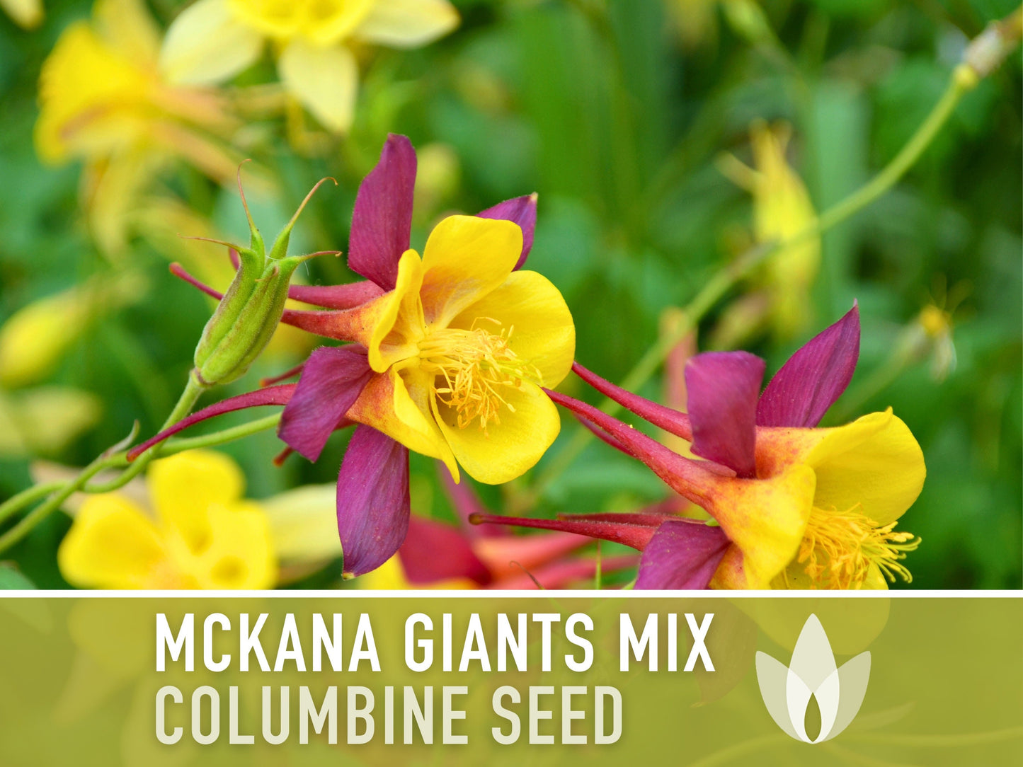 Columbine, Mckana Giants Mix - 100 Seeds - Heirloom 