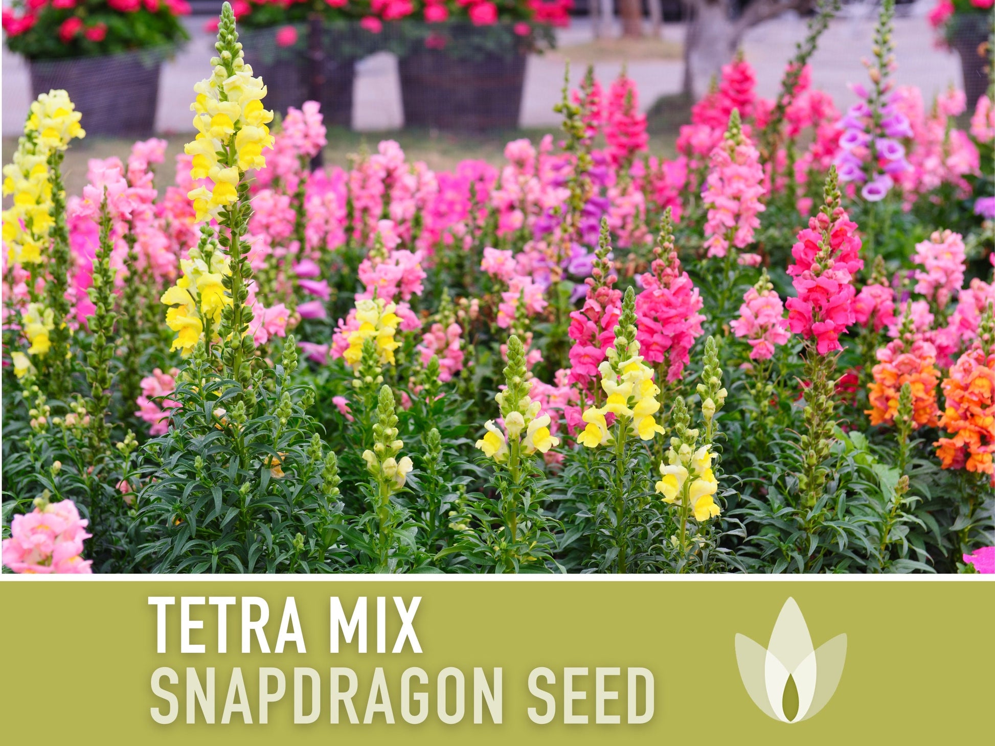 Snapdragon, Tetra Mix - 100 Seeds - Heirloom Flower Seeds
