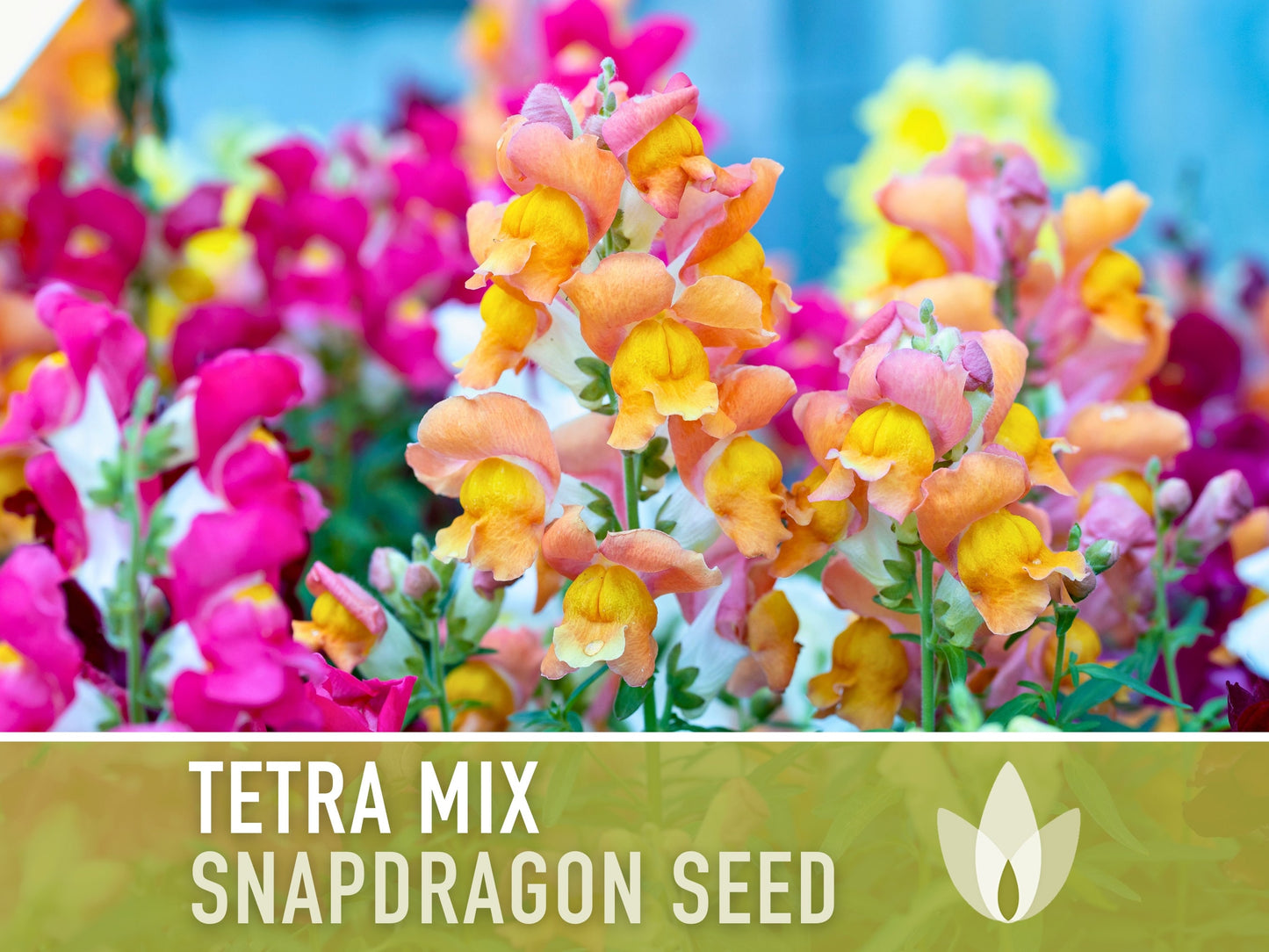 Snapdragon, Tetra Mix - 100 Seeds - Heirloom Flower Seeds