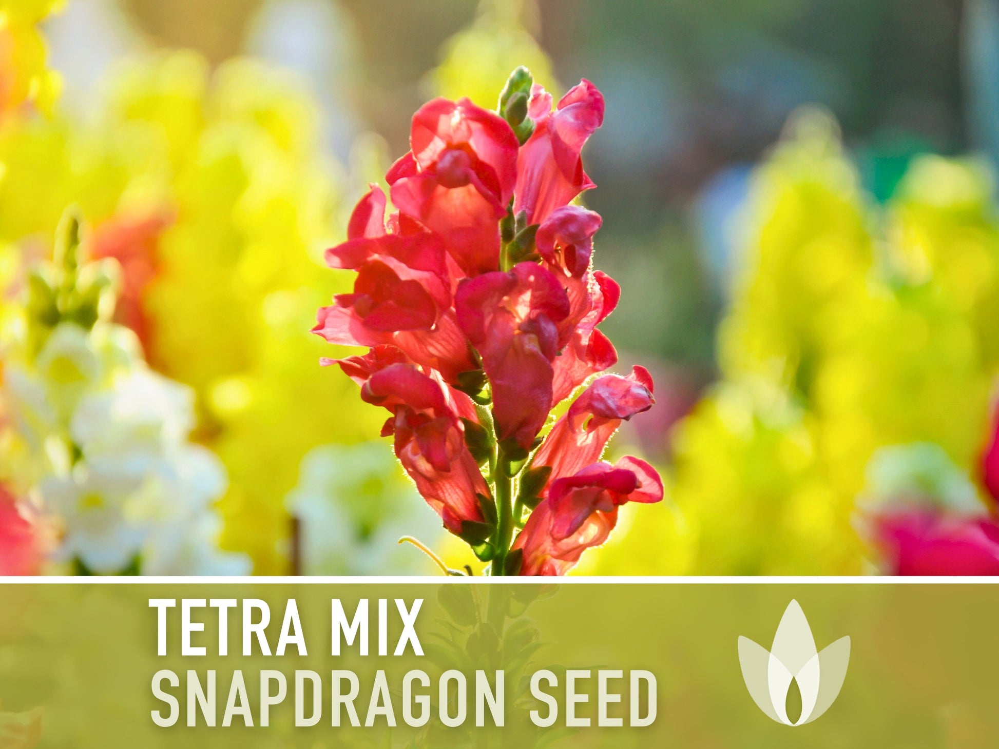 Snapdragon, Tetra Mix - 100 Seeds - Heirloom Flower Seeds