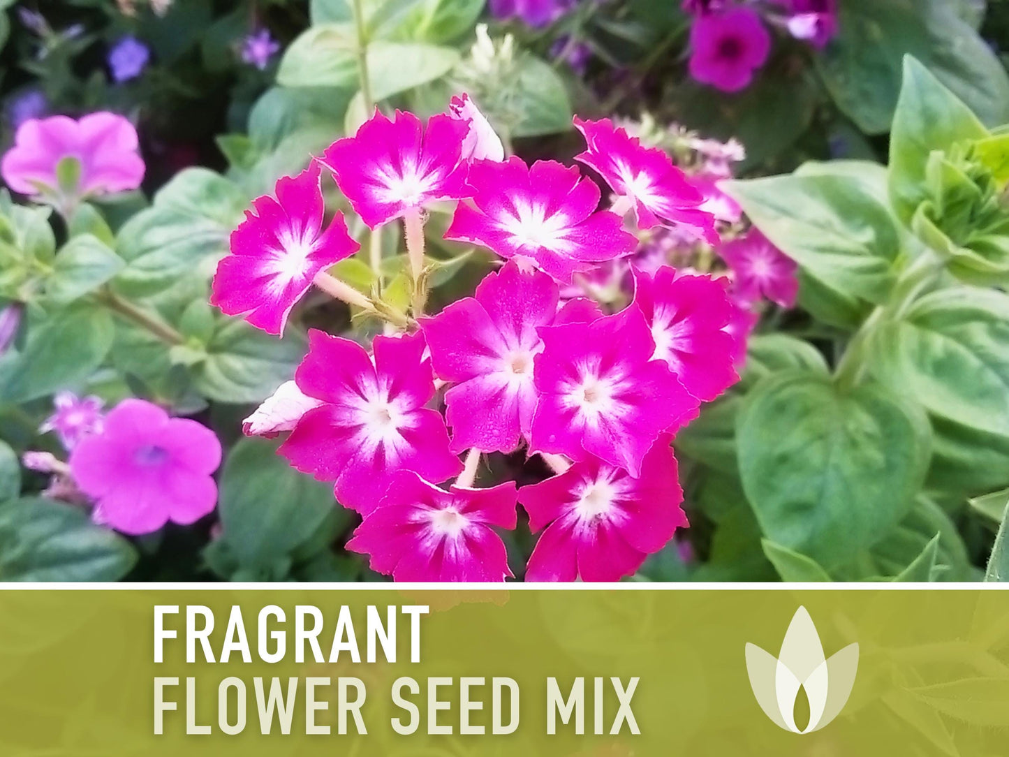 Fragrant Flower Seed Mix