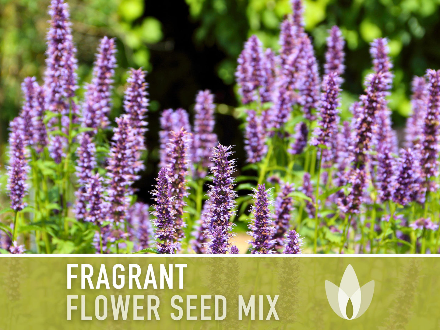 Fragrant Flower Seed Mix