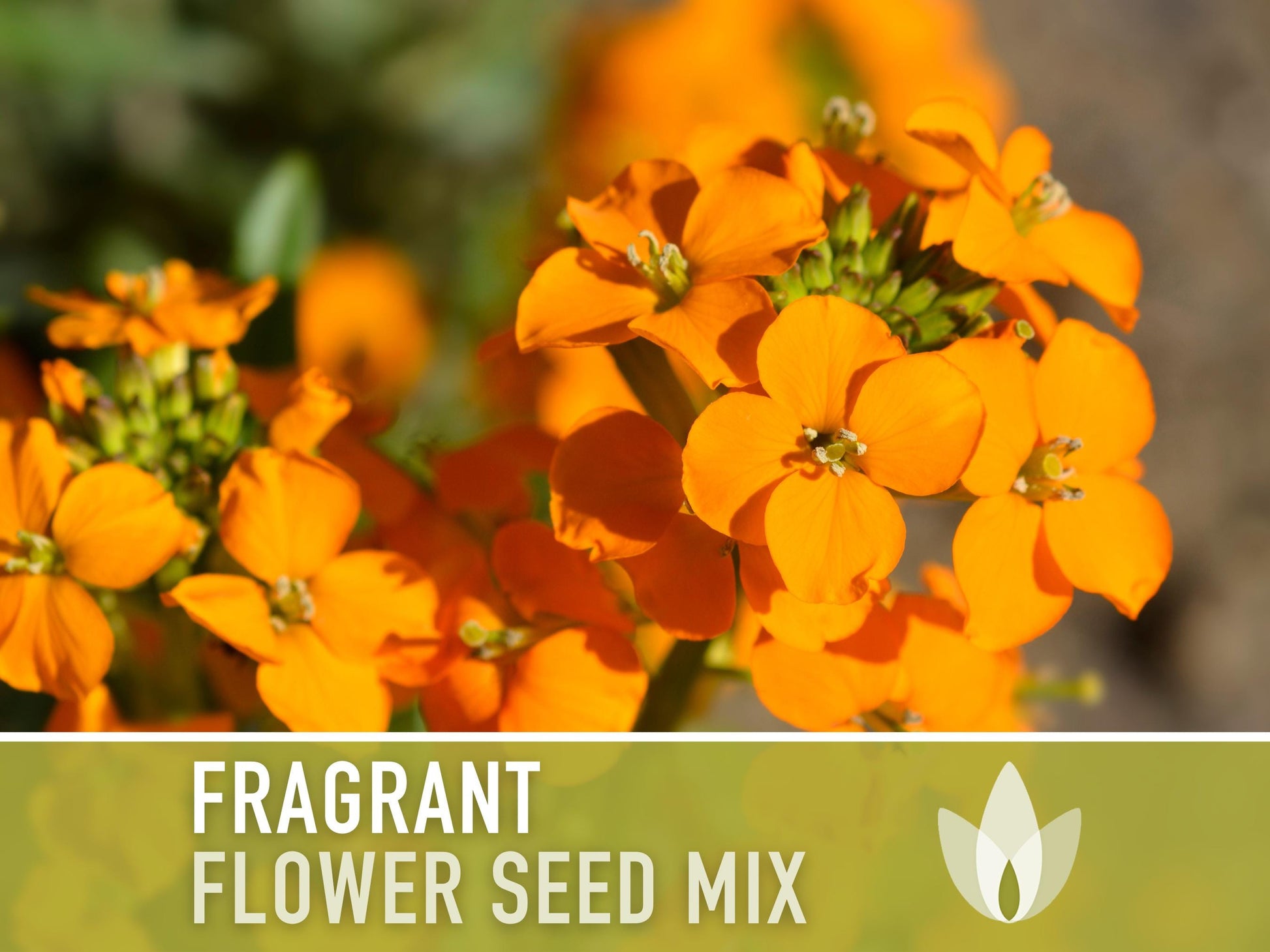 Fragrant Flower Seed Mix