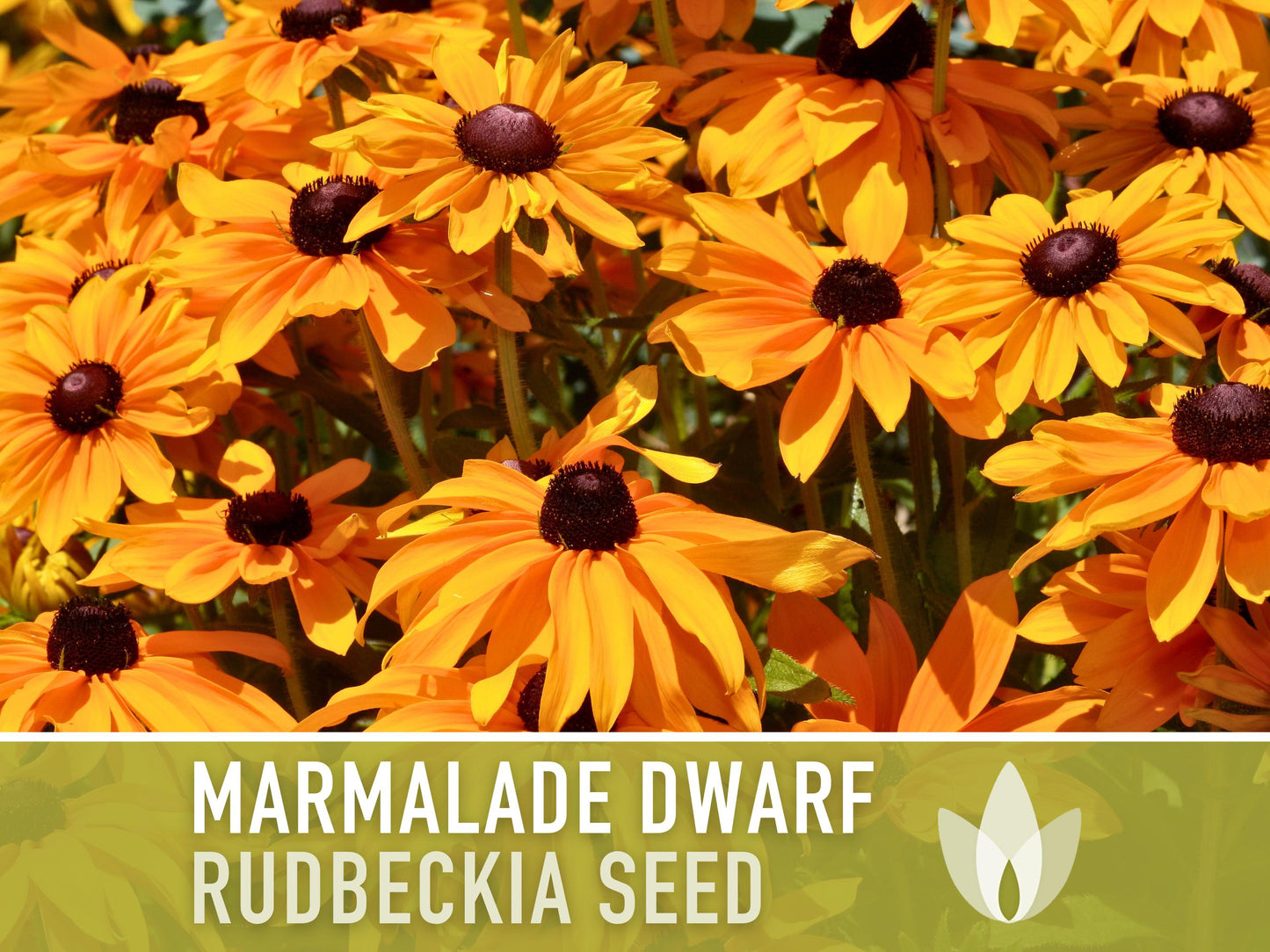 Marmalade Dwarf Rudbeckia Flower Seeds - Heirloom