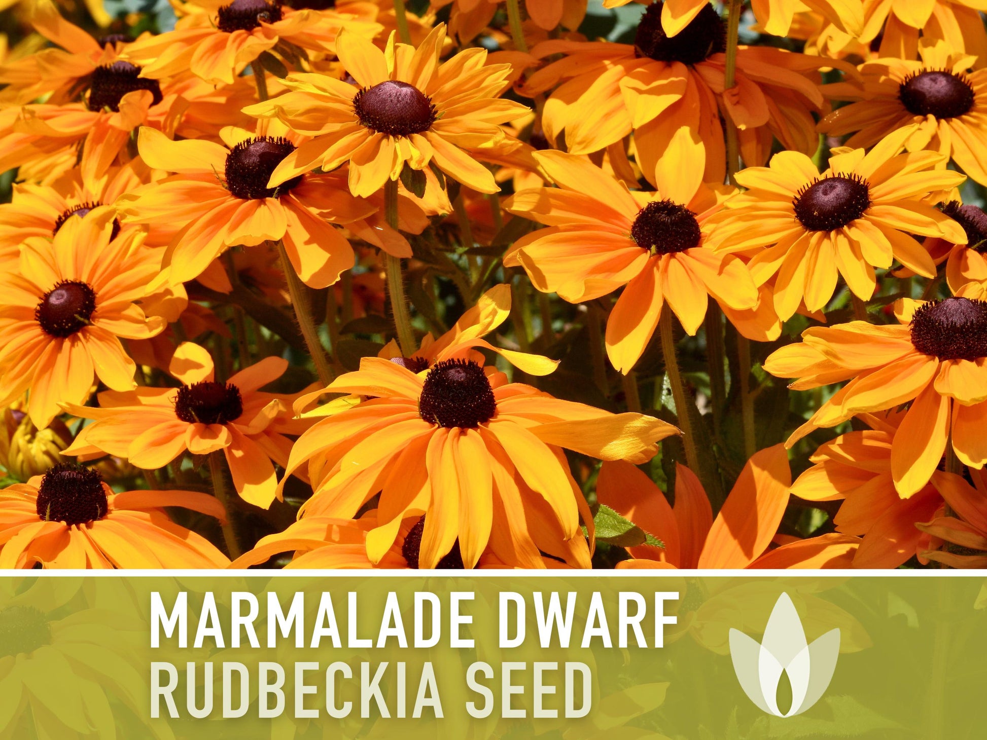 Marmalade Dwarf Rudbeckia Flower Seeds - Heirloom