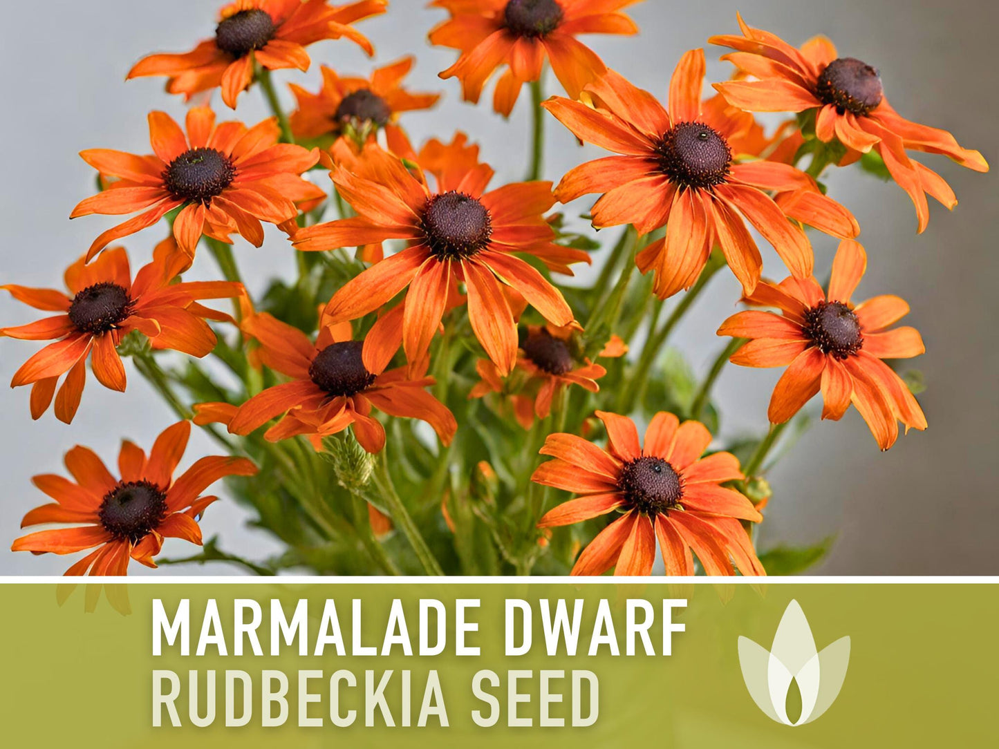 Marmalade Dwarf Rudbeckia Flower Seeds - Heirloom