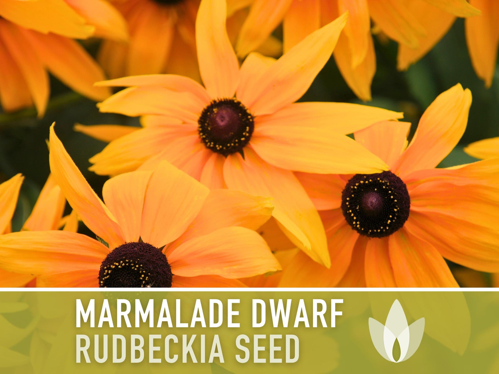 Marmalade Dwarf Rudbeckia Flower Seeds - Heirloom