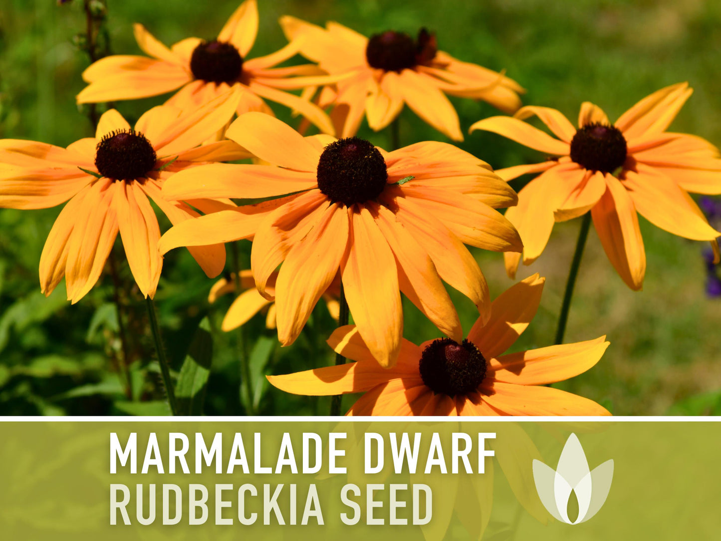 Marmalade Dwarf Rudbeckia Flower Seeds - Heirloom
