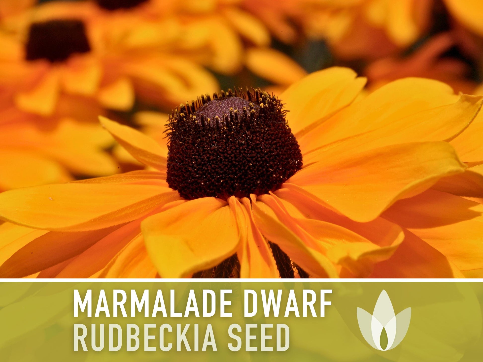 Marmalade Dwarf Rudbeckia Flower Seeds - Heirloom