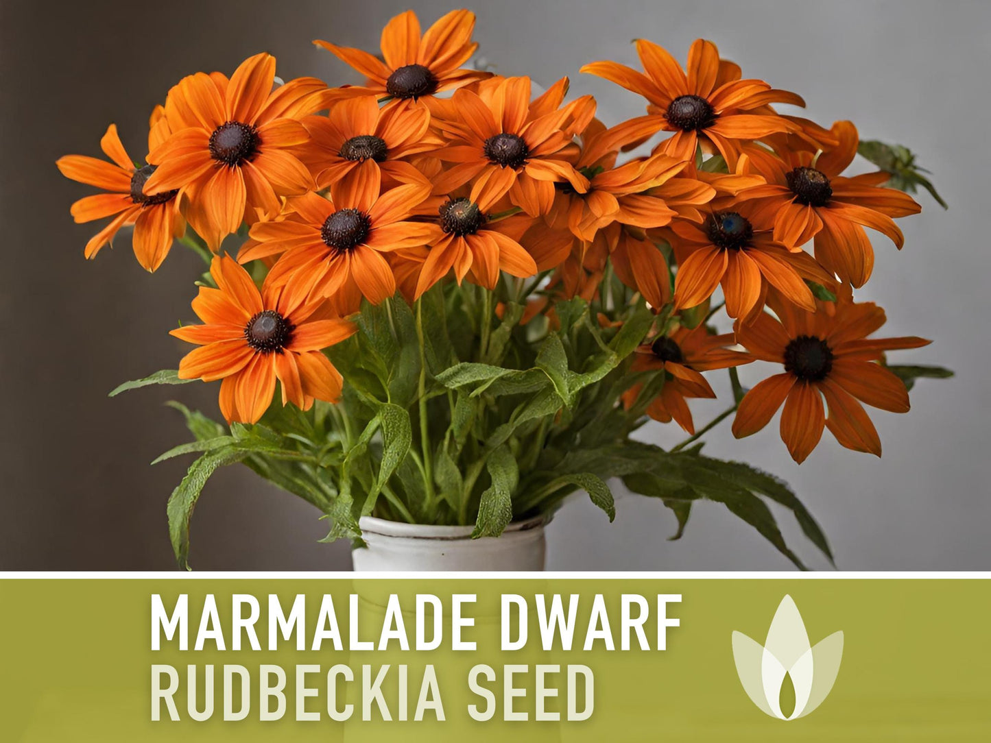 Marmalade Dwarf Rudbeckia Flower Seeds - Heirloom