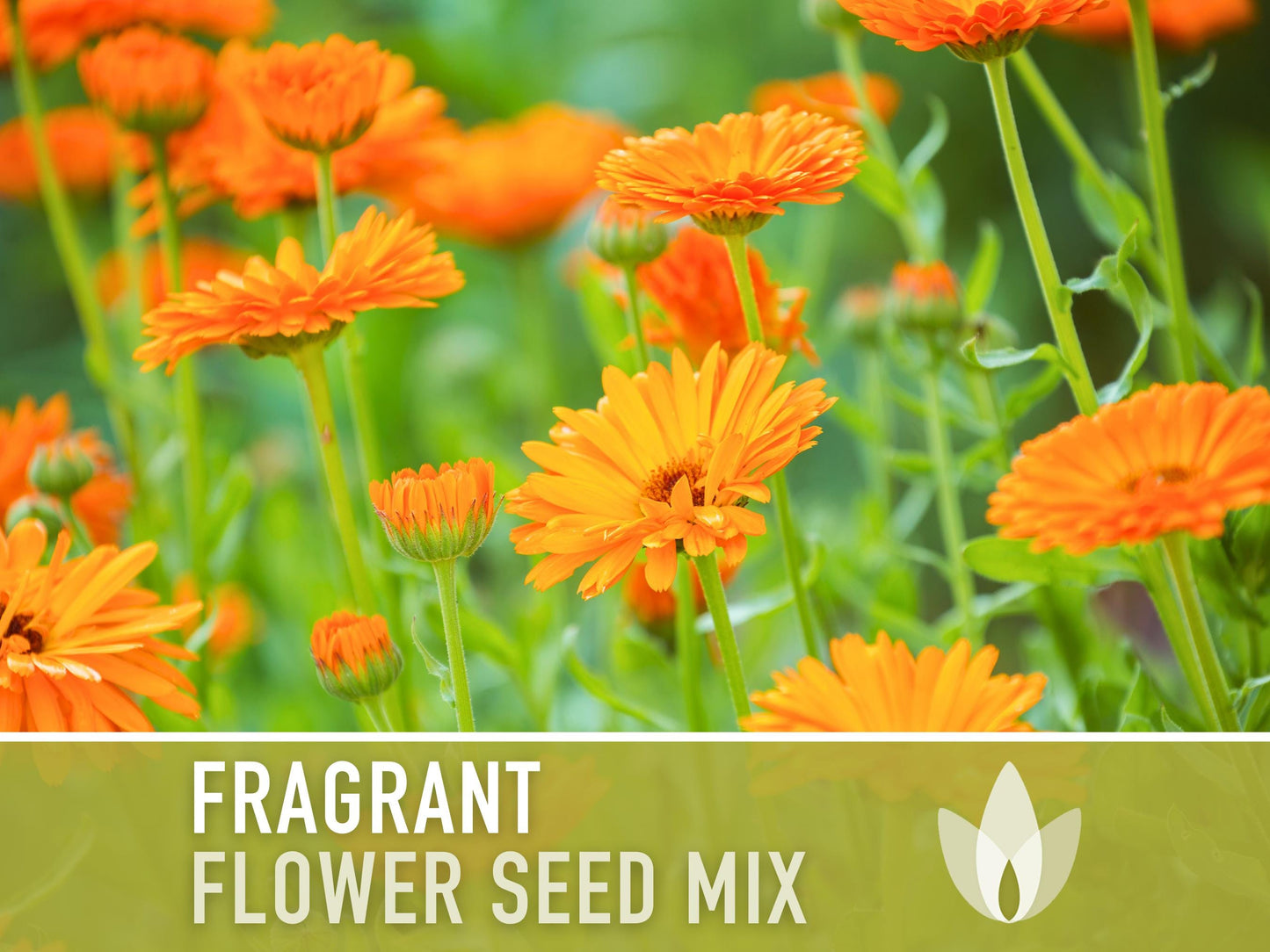 Fragrant Flower Seed Mix