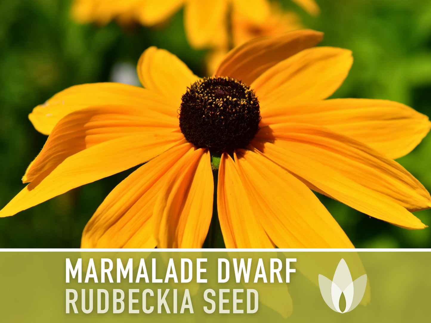 Marmalade Dwarf Rudbeckia Flower Seeds - Heirloom