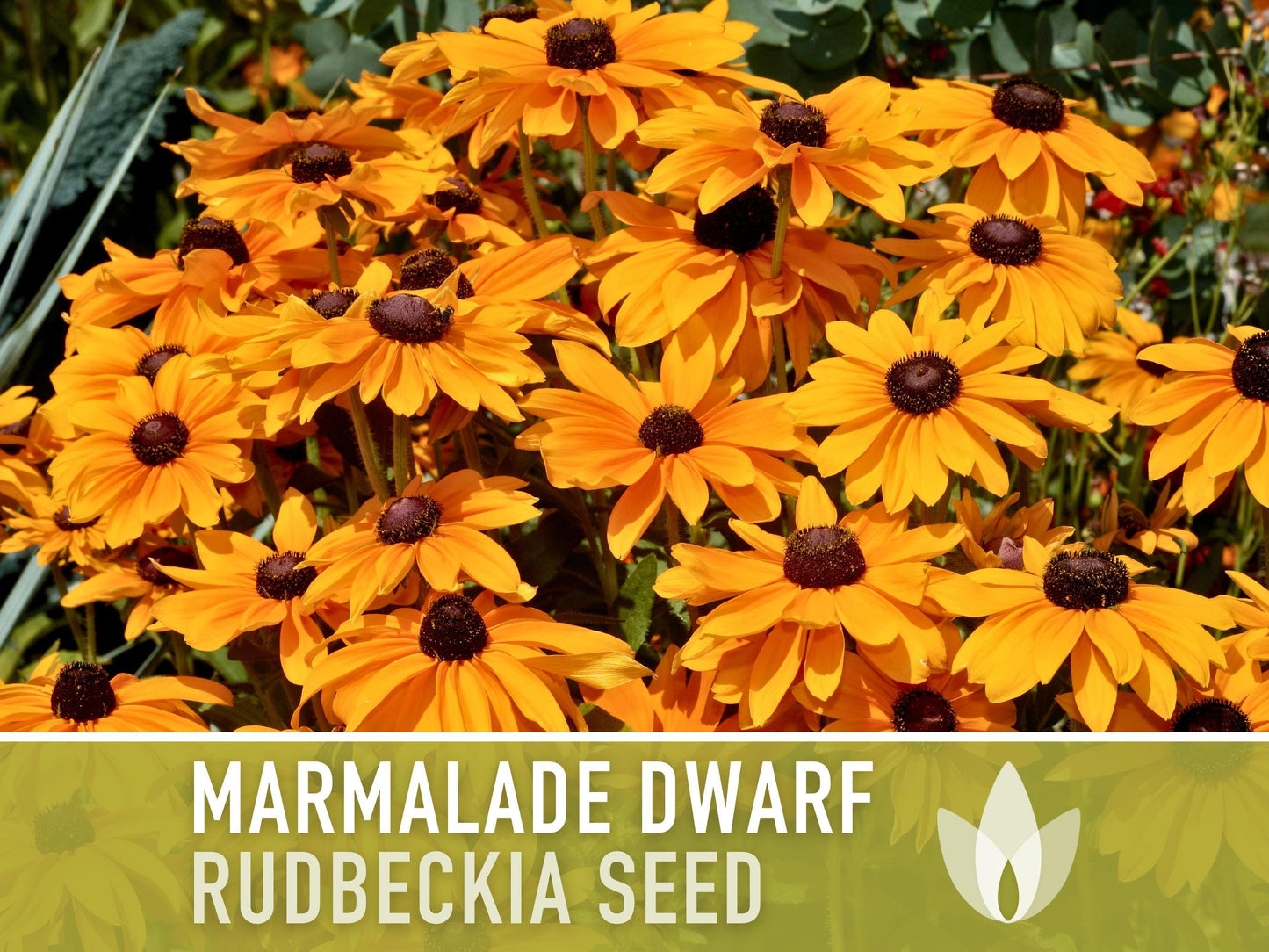 Marmalade Dwarf Rudbeckia Flower Seeds - Heirloom