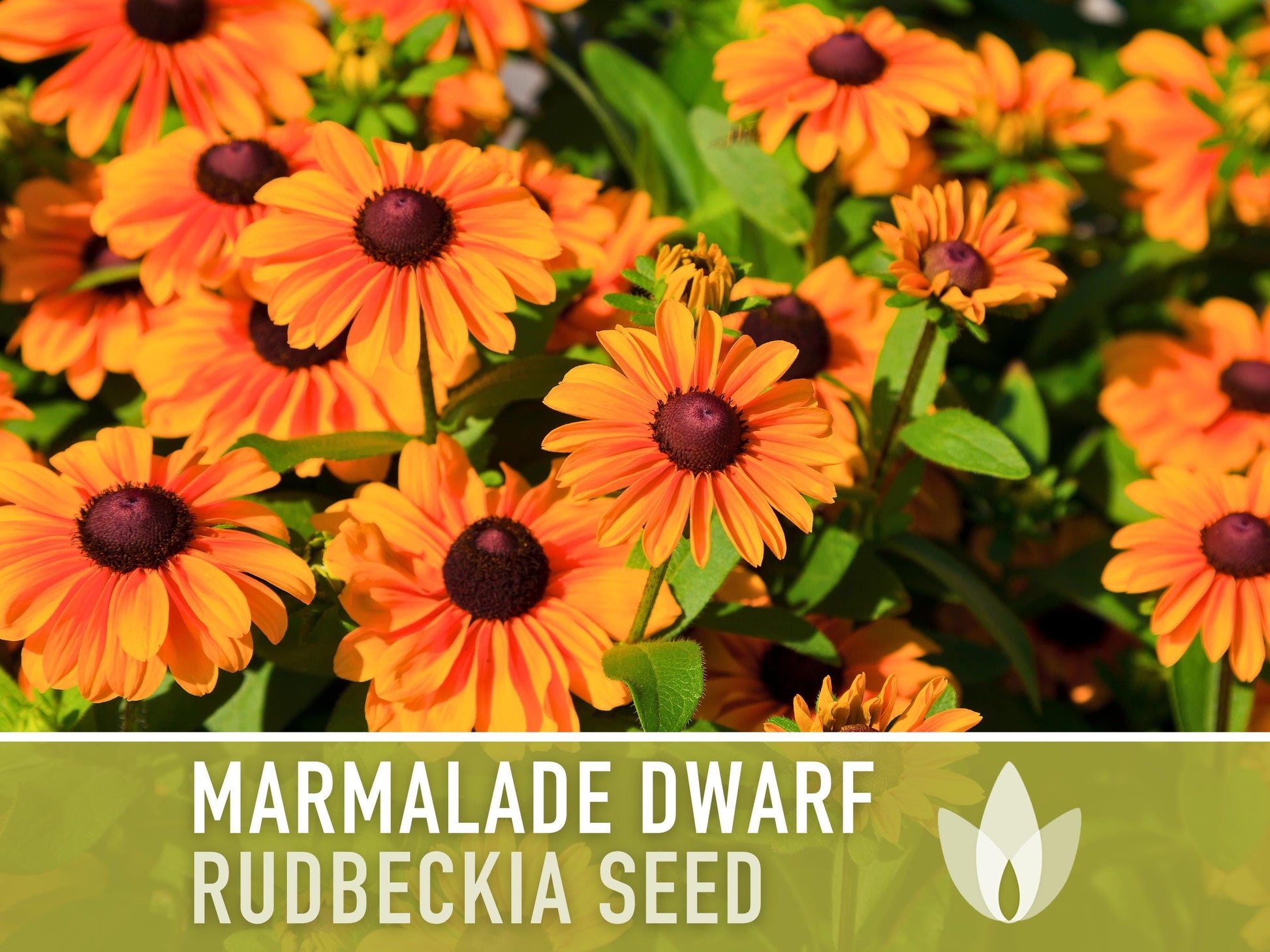 Marmalade Dwarf Rudbeckia Flower Seeds - Heirloom
